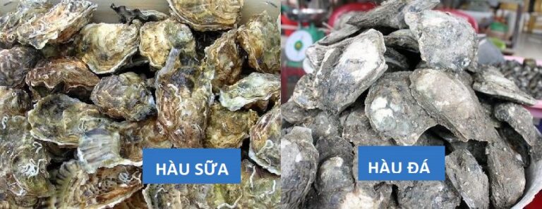 Cung cấp sỉ hàu sữa, sỉ hàu đá cho quán ăn, nhà hàng, quán nhậu