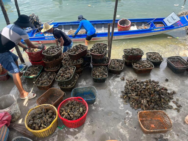 💥 CƠ HỘI VÀNG: CUNG CẤP SỈ HÀU ĐÁ TƯƠI SỐNG CAO CẤP DÀNH CHO CHỢ, NHÀ HÀNG & CỬA HÀNG HẢI SẢN