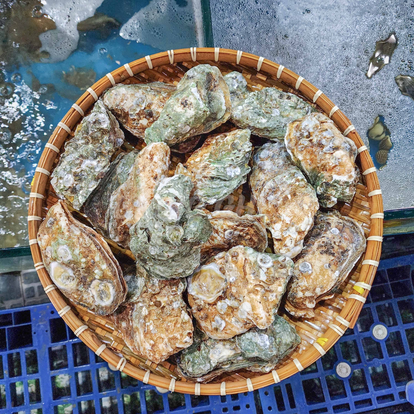 Hàu đá vũng tàu